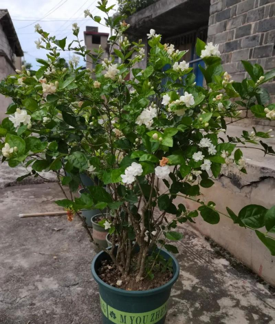 家庭养花用生根粉