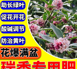 家庭养花用生根粉