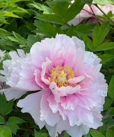 真的牡丹花什么样