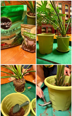 家庭养花用生根粉