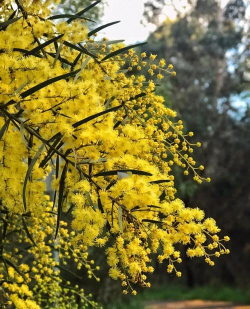 澳大利亚什么地方花卉