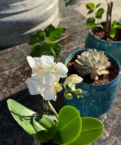 家庭养花用生根粉