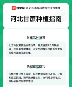 河北想种甘蔗怎么种