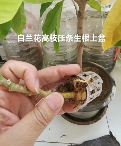 家庭养花用生根粉