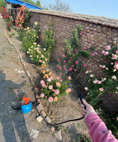 家庭养花用生根粉