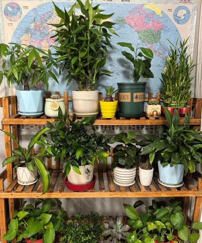 家庭养花用生根粉