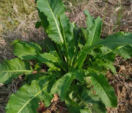 大黄草是什么样子的