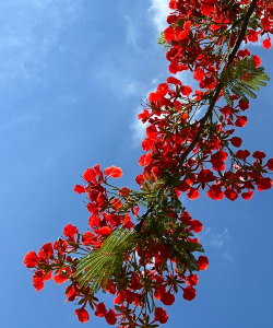 中山市市树是什么花