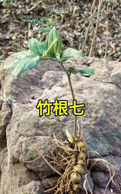 竹根七是什么样子