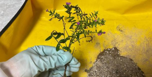 家庭养花用生根粉