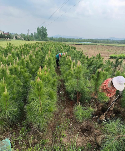 风景松树是怎么种植的