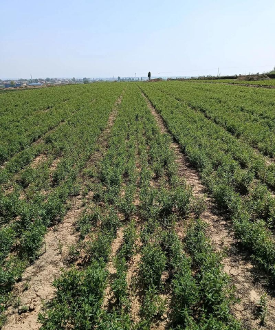 黄芩种植后土地怎么处理