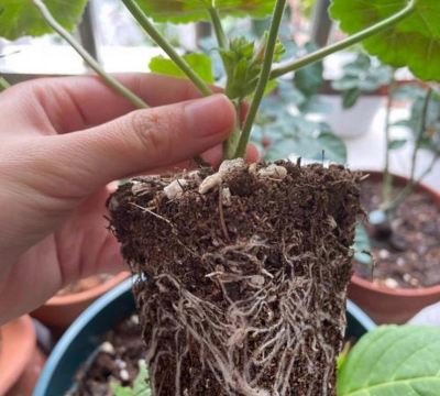 家庭养花用生根粉