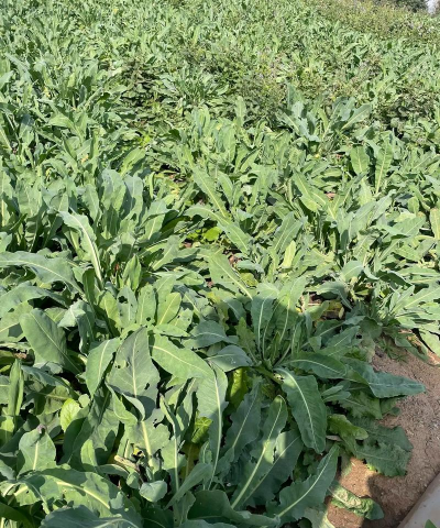 大青叶(菘蓝)的栽培方法