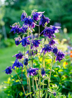 牛膝的花长什么样子