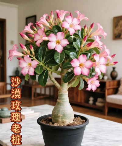 花养成老桩有什么好