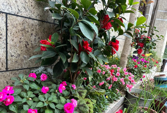 家庭养花用生根粉