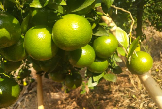 皇帝柑什么时候可以修剪