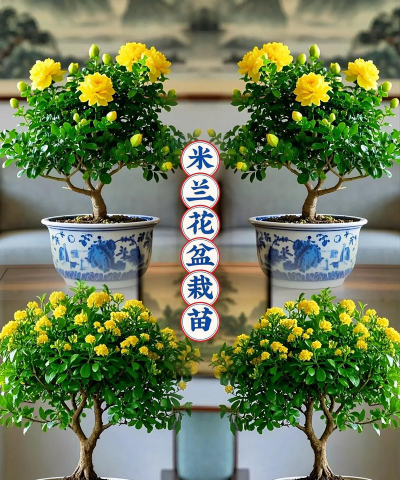 香水养花比例