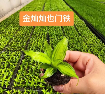 也门铁怎么扦插