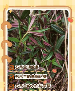 石吊兰的栽培要点