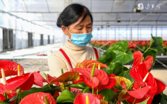 家庭养花用生根粉