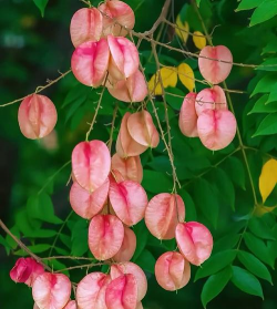 栾树枝叶太多怎么修剪