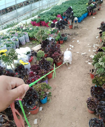 家庭养花用生根粉