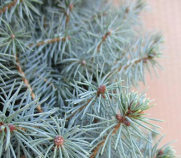 云杉的叶子长什么样