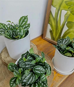 冷水花夏天怎么办