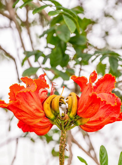 火焰树的花叫什么花