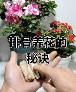 家庭养花用生根粉