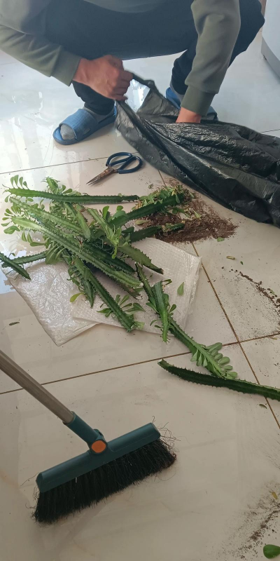 家庭养花用生根粉