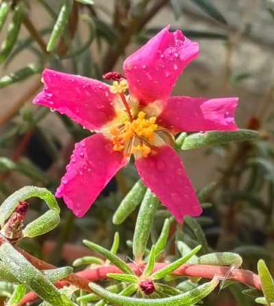 家庭养花用生根粉