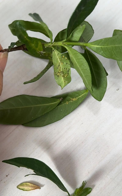 家庭养花用生根粉