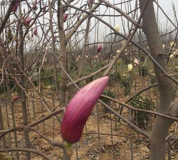 二乔木兰果实什么样