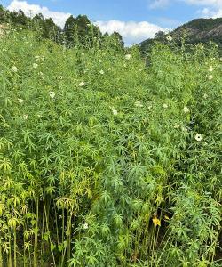 大麻的花叫什么名字