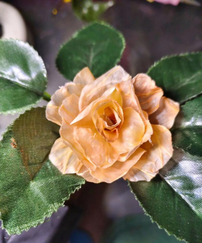 柚子皮 养花 柚子皮 养花