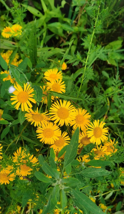 旋履花土名叫什么