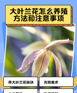 大叶兰花怎么养