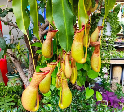 家庭养花用生根粉