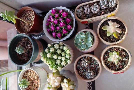 家庭养花用生根粉