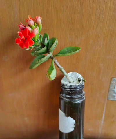 家庭养花用生根粉