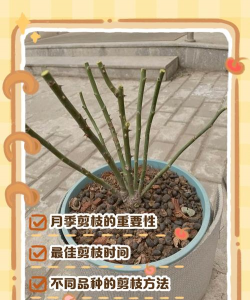 香水月季什么时候修剪