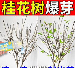 家庭养花用生根粉