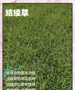 结缕草又叫什么草