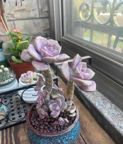 大紫乐肉肉用什么盆