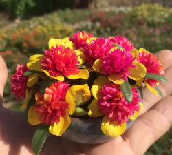 阔叶重楼太阳花苗什么样