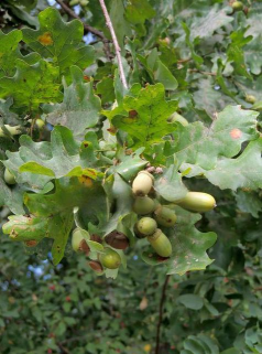橡树种植什么最赚钱农村