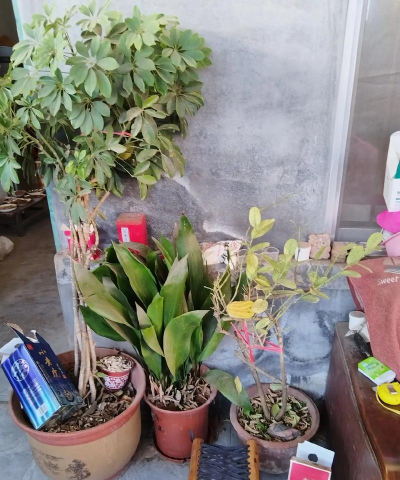 家庭养花用生根粉